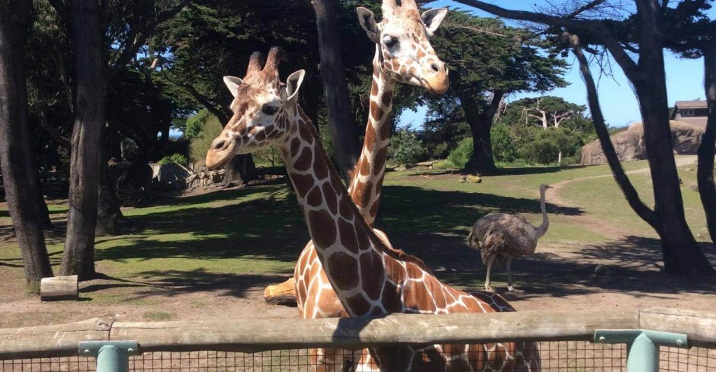 San Francisco Zoo Treasure Hunt