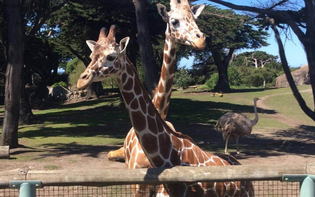 San Francisco Zoo Treasure Hunt
